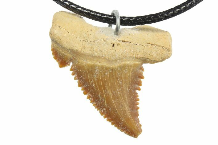 Serrated, Fossil Paleocarcharodon Shark Tooth Necklace #273582